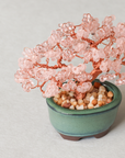 ネジッテBONSAIキット(桜)/ MIYUKI FACTORY