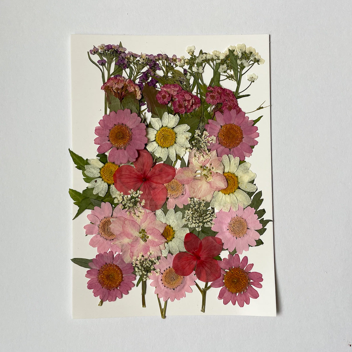 押し花作品 mflowerコラボ】押し花 さくら 啓翁桜 正面向き 横向き 10枚入り