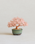 ネジッテBONSAIキット（桜）/  MIYUKI FACTORY