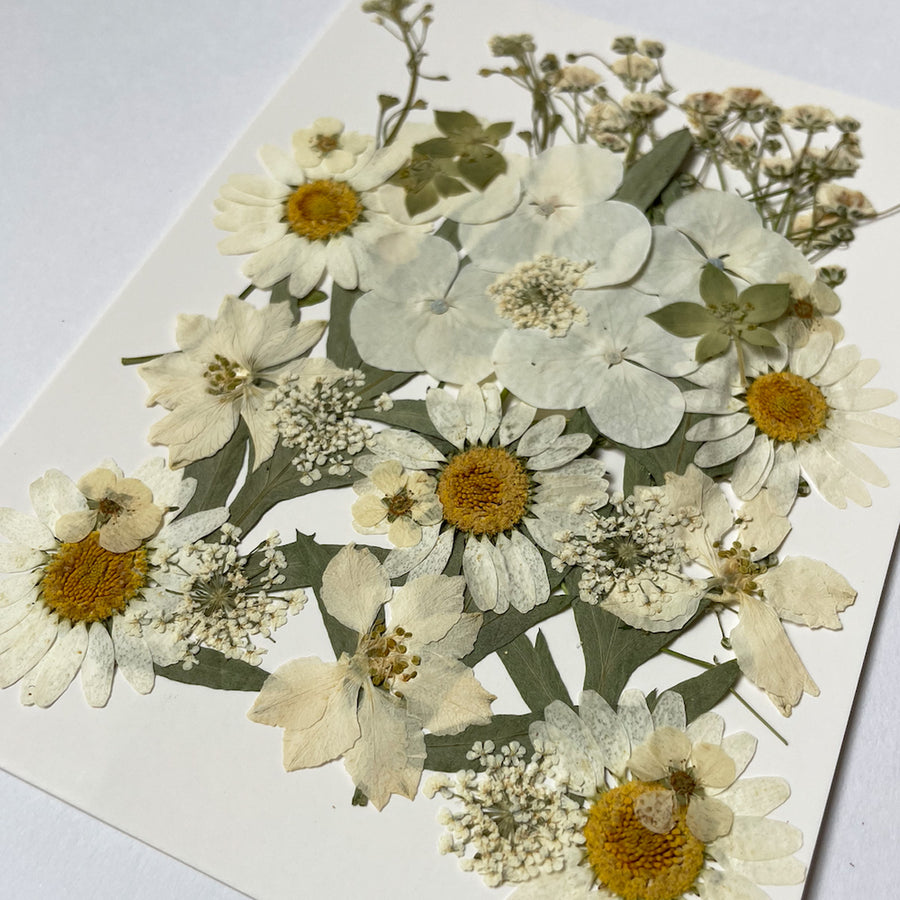 押し花セット